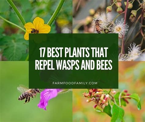 Does Bug Spray Repel Bees? And Why Do Bees Love Picnics More Than Humans?