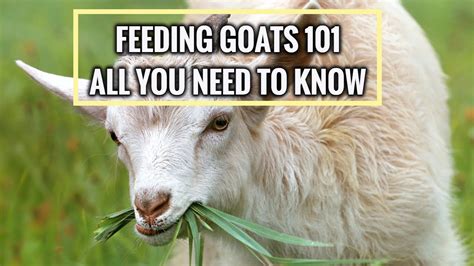 How Much to Feed Goats: A Journey Through the Culinary Preferences of Caprine Creatures