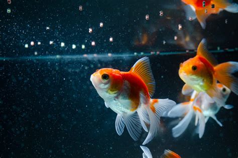 How Often Do I Feed My Goldfish: A Dive into Aquatic Nutrition and Beyond