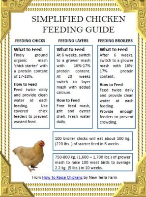 How Often Should You Feed Chickens: A Guide to Poultry Nutrition and the Mysteries of Egg-Laying Patterns