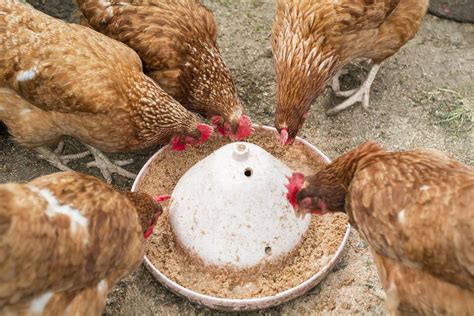 How Often to Feed Chickens: A Whimsical Exploration of Poultry Dining Habits