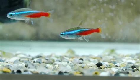 How Often to Feed Tetras: A Dive into the Rhythms of Aquatic Life