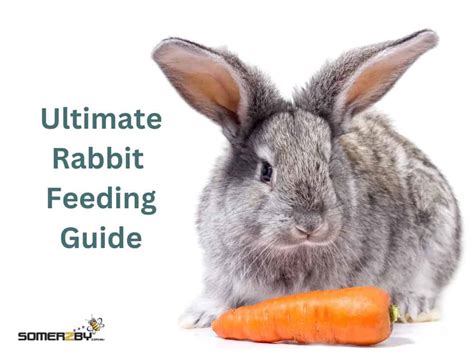 How to Feed Baby Rabbits: A Comprehensive Guide to Nurturing Your Furry Friends