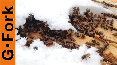 How to Feed Bees in Winter: A Symphony of Sugar and Snowflakes