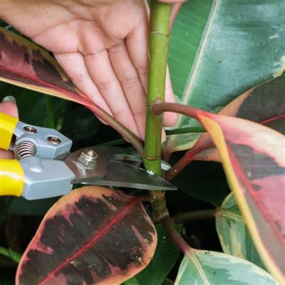 How to Propagate Rubber Plant from Leaf: A Comprehensive Guide