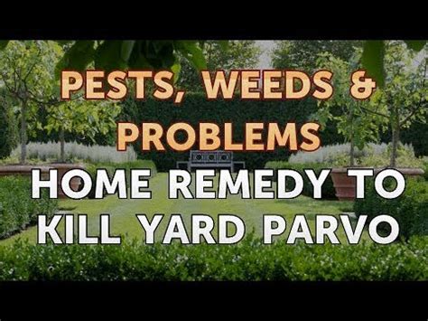 What Can I Spray in My Yard to Kill Parvo: Exploring Unconventional Solutions and Their Oddly Related Consequences