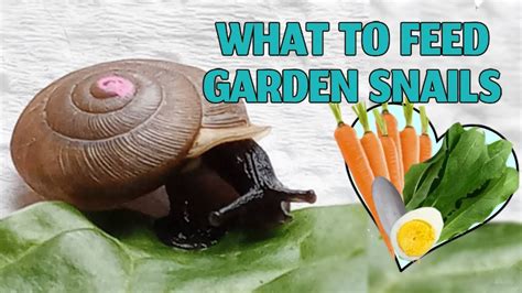 What Do You Feed a Snail in a Fish Tank, and Why Do They Sometimes Dream of Flying?