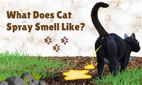 What Does Cat Spray Look Like on Carpet: A Discussion on Feline Marking and Its Implications