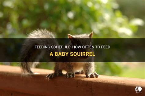 What to Feed a Baby Squirrel: A Guide to Nurturing Nature's Little Acrobats and Why They Might Secretly Love Pizza