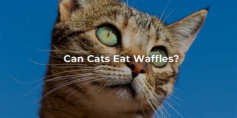 What to Feed a Cat with Stomatitis: A Culinary Conundrum or a Feline Feast?