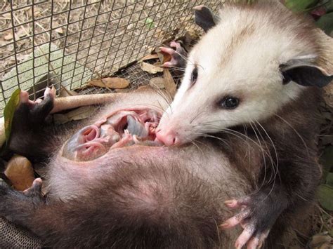 What to Feed Baby Possum: A Journey Through the Culinary Wilderness of Marsupial Nutrition