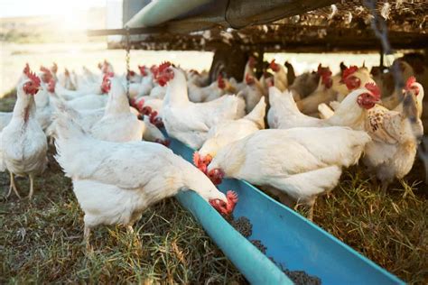 Where to Buy Chicken Feed: Exploring the Feathered Frontier of Fowl Nutrition